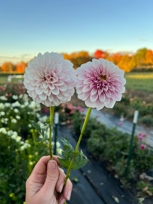 Salish Twilight girl