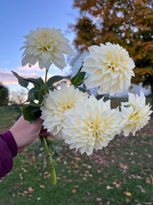 KA’s ®️Mocha Maya