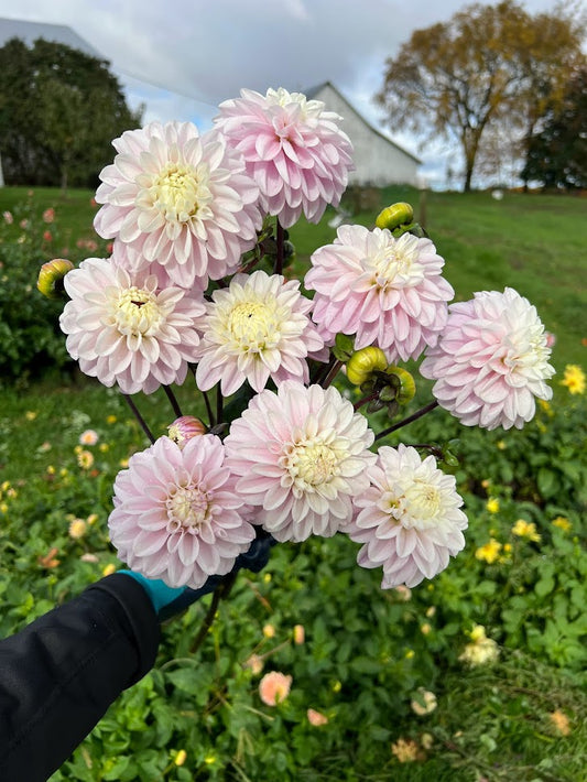 NOID ( looks to be Sweet Suprise)